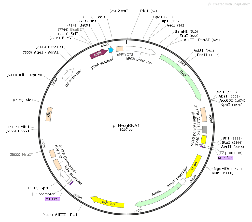 pLH- sgRNA1